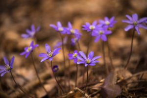 Anemone hepatica (common hepatica, liverwort, kidneywort, pennywort) Flowers, Forest, Finland Anemone hepatica (common hepatica, liverwort, kidneywort, pennywort) Flowers, Forest, Finland